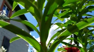 Zambaklar dipten sapa yakın çekim. Lily çiçekleri rüzgarda sallanıyor mavi gökyüzünün arka planında. Bahçedeki bir çiçek tarhında.