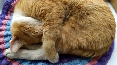 Kızıl kedi bir topun içine kıvrılmış, pencerenin kenarında tatlı tatlı uyuyor. Evcil hayvan burnunu buza kapatır..