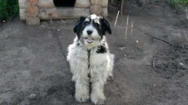 Köpek evin bekçiliğini yapıyor. Neşeli melez köpek. Evcil bir hayvan, evin yanında yürüyüş için..