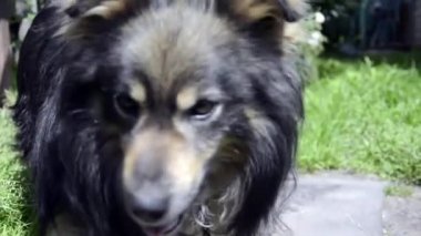 Melez köpek evi koruyor. Evin yakınında yürüyüş için bir evcil hayvan. Şirin köpek suratı..