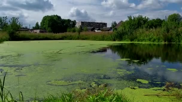 Ein zugewachsener Teich außerhalb der Stadt. Ein Teich, überwachsen mit Wasserlinsen in der Landschaft. Schöne Landschaft an einem sonnigen Tag. — Stockvideo