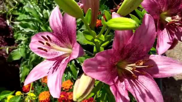 Ροζ κρίνα της ποικιλίας λικνίζονται στον άνεμο. Daylily σε ένα παρτέρι στον κήπο. — Αρχείο Βίντεο
