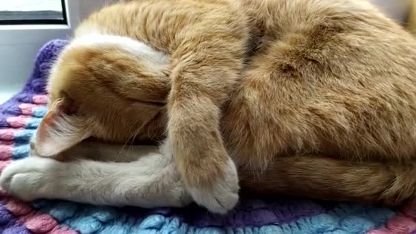 Ingefära katten sover sött på fönsterbrädan, hoprullad i en boll. Husdjuret vilar i ett sovande tillstånd. — Stockvideo