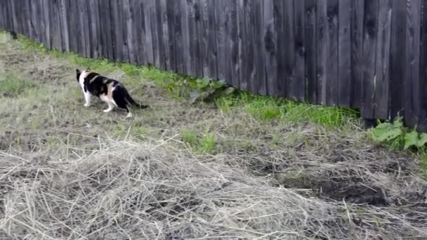 Zauważony kot idzie narzucająco wzdłuż trawy koszenia wzdłuż płotu. Duży kot siedzi przy drewnianym płocie. — Wideo stockowe