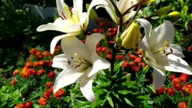 Bir çiçek tarlasında yetişen beyaz zambak çalısı, diğer çiçeklerin yanında. Lily çiçekleri rüzgarda sallanıyor. Bahçedeki bir çiçek tarhında.