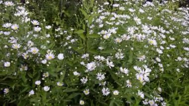 Küçük papatyalar. Bahçede çiçek açan yabani otlar. Beyaz çiçekli daimi varlıklar.