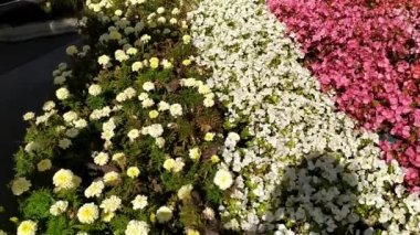Serçeler şehir parkında bir çiçek tarhında saklanır. Çiçek tarlasında küçük, uzun ömürlü çiçekler..