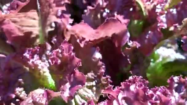 Coliflor. Movimiento de la cámara sobre hojas de col roja ornamentales. — Vídeo de stock