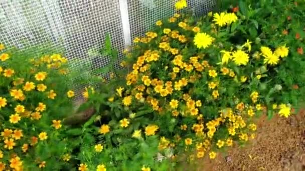 Marigolds laranja e vermelho crescem em um canteiro de flores. Belas plantas perenes despretensiosas. Curando jardim de flores no jardim. — Vídeo de Stock