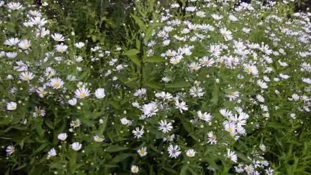 Lapangan bunga aster kecil yang tinggi. Rumput liar mekar di kebun. Perennials dengan bunga putih. — Stok Video