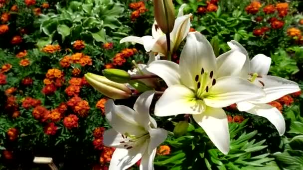 Vita liljor växer i en rabatt bland ringblommor. Lily blommor svajar i vinden. Daglilja på en blomstersäng i trädgården. — Stockvideo