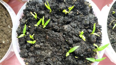 Baharın başında sebze ve çiçek tohumları. Bitki yetiştirmek için saksılara ve toprağa tohum ekin. Tarımda Dacha mevsimi.