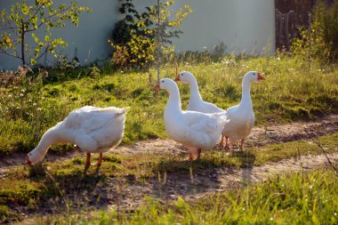 Bir kaz sürüsü çiftliğin yakınında doğada yürüyor. Beyaz kazlar uzun otların arasında bir çayırda otlarlar. Çayırdaki evcil hayvanlar.