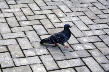 Yalnız bir güvercin taş kaldırım boyunca yürüyor. Dovewing temiz havada kaldırımda yürüyor..