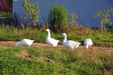 Bir kaz sürüsü çiftliğin yakınında doğada yürüyor. Beyaz kazlar uzun otların arasında bir çayırda otlarlar. Çayırdaki hayvanlar arasında.