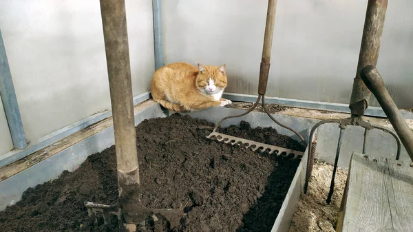 Dug Garden Bed Greenhouse Cat Warms Greenhouse Early Spring Preparing — Foto de Stock
