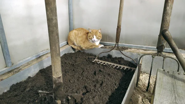 Bir serada kazılmış bir bahçe yatağı. Kedi ilkbaharın başlarında serada ısınır. Serayı yazlık ev için hazırlıyorum. Evcil hayvan ev işlerine yardım ediyor..