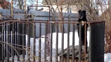 Köpek, yoldan geçenlere havlar. Siyah bir köpek hayvan barınağında bir çayırda yürüyor..