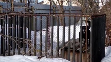 Köpek, yoldan geçenlere havlar. Bir evcil hayvan barınağının ağındaki bir kulübenin çatısında siyah bir köpek yürüyor..