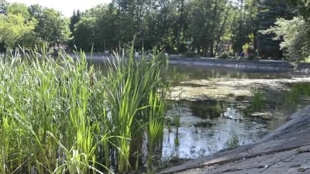 夏には旧市街公園の池でリード。木の間に噴水がある。. — ストック動画