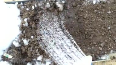 Bir çiftçi yerdeki bir su bidonundan su döker. Serada tarım işi var..
