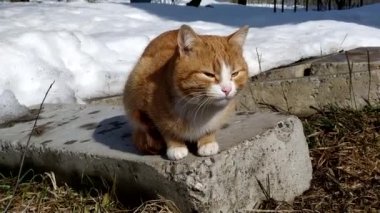 Kedi güneşin tadını çıkartıyor. Kızıl bir kedi yavrusu ilkbaharın başlarında karla kaplı bir bahçede yürüyor..