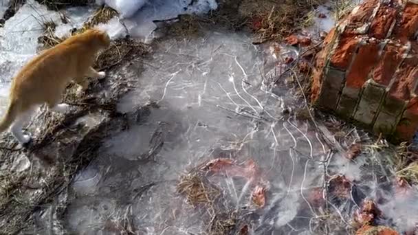Um gato caminha em solo congelado em uma horta. Gelo na superfície da água. Gelo em uma poça na geada da primavera. — Vídeo de Stock