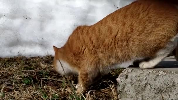 Un gatito jengibre camina por la calle a principios de primavera. El gato marca su territorio. — Vídeos de Stock