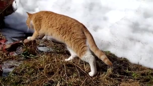 생강 고양이가 이른 봄 눈덮인 정원을 거닐고 있다. — 비디오