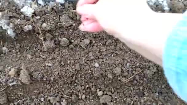 Una donna semina un ravanello nel terreno. La mano getta i semi nei buchi nel letto del giardino. — Video Stock