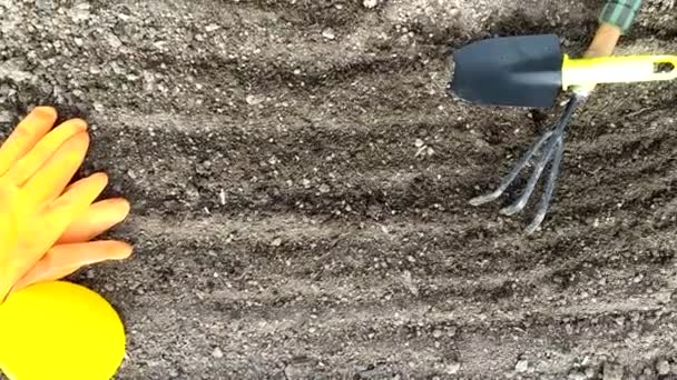 Terrain déterré dans une serre dans un lit de jardin. Outils de jardinage, gants et arrosoir sur la surface du sol. Vue d'en haut. — Video