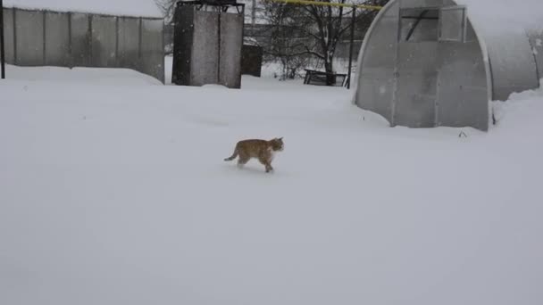 Ginger cat frolics bajo la nieve. Un gato camina sobre una corteza de nieve cerca de un invernadero en un huerto en un día soleado. — Vídeos de Stock