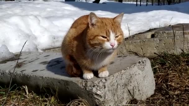 Die Katze sonnt sich in der Sonne. Ein Ingwerkätzchen spaziert im zeitigen Frühling durch einen verschneiten Garten. — Stockvideo