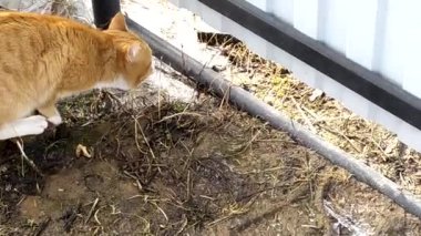 Kedi sokakta yürür. Riga kedisi çitin altından dışarı bakar ve karda yürür..