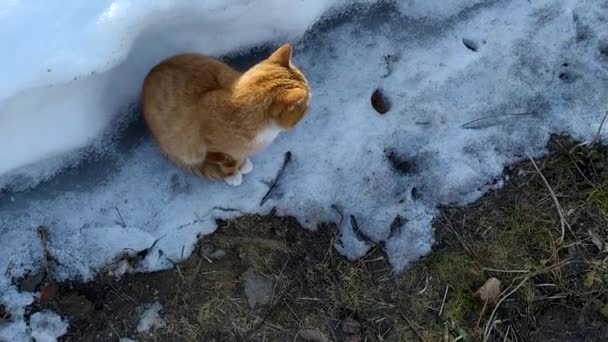 Die Katze sitzt im Schnee. Blick von oben. Ein Ingwerkätzchen geht im zeitigen Frühling auf die Straße. — Stockvideo