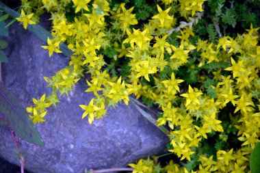Çiçek açma döneminde yer örtüsü bitkileri. Yazın çiçek açan güzel bahçe çalıları. Taştan bir arka planda yakın plan sarı çiçek.