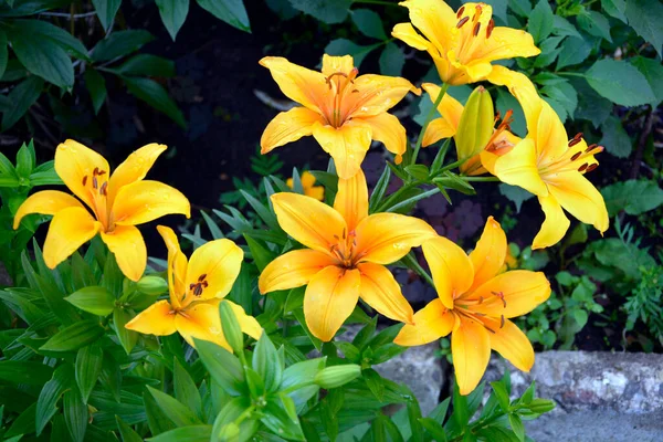 Lily Bush Közeledik Fajta Sárga Liliom Virágzás Közben Gyönyörű Virágzó — Stock Fotó