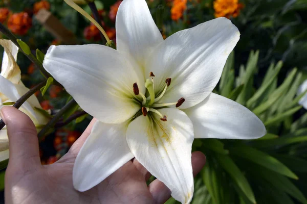 Lily Close Palma Mão Flores Lírio Branco Varietal Durante Período — Fotografia de Stock