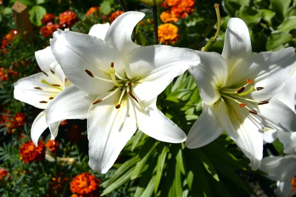 Lily Κοντινό Λευκά Λουλούδια Κρίνου Ποικιλίας Όμορφοι Ανθισμένοι Θάμνοι Κήπων — Φωτογραφία Αρχείου