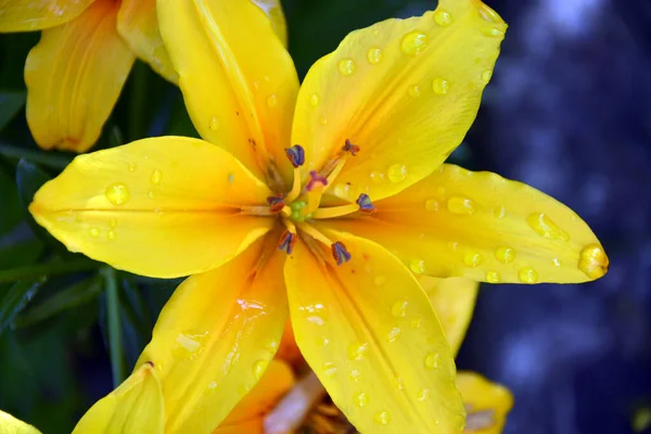 Lily Flor Perto Lírio Amarelo Varietal Durante Floração Arbustos Jardim — Fotografia de Stock