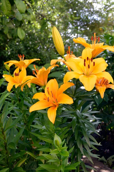 Варьетальная Желтая Лилия Красиво Цветущие Садовые Кустарники Летом Цветочный Крупный — стоковое фото
