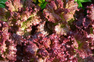 Süslü lahana yakın plan. Bahçedeki çalı çalısı.