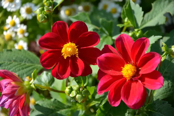 Brotes Dalias Rojas Los Arbustos Florecientes Dalia Forma Macizo Flores — Foto de Stock