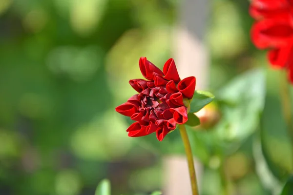 Buds Pequenas Dálias Vermelhas Arbustos Floridos Dahlia Forma Canteiro Flores — Fotografia de Stock