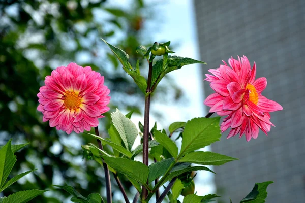 Buds Dálias Cor Rosa Arbustos Floridos Dahlia Forma Canteiro Flores — Fotografia de Stock