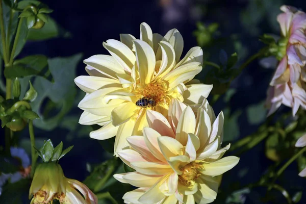 Dálias Amarelas Fecham Arbustos Floridos Dália Decoração Canteiro Flores Jardim — Fotografia de Stock