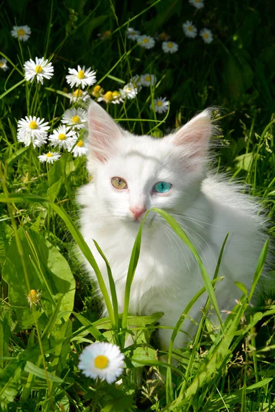 一只眼睛不同的猫坐在草地上 这只猫有不同颜色的眼睛 雏菊中的蓝眼睛宠物 — 图库照片