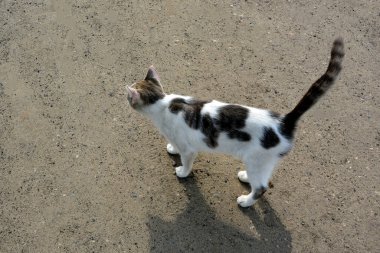 Siyah benekli beyaz bir kedi patika boyunca yürüyor. Yazın evcil hayvan gezintisi. Yukarıdan görüntüle.