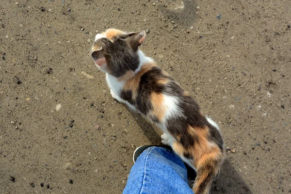 Ein Geflecktes Kätzchen Reibt Sich Bein Einer Person Haustiere Werden — Stockfoto