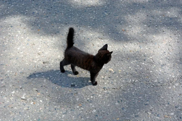 Malé Černé Koťátko Běží Létě Pěšině Ulici Pohled Shora — Stock fotografie